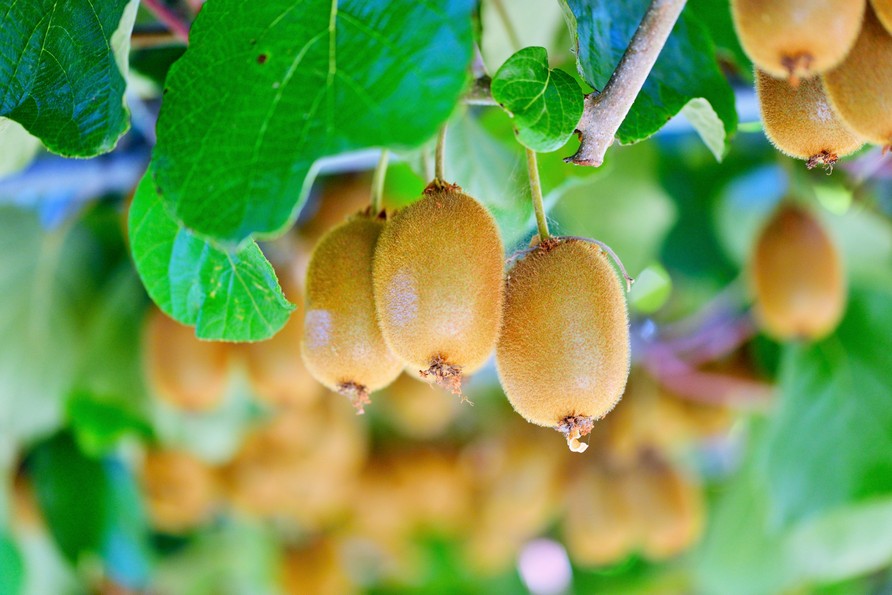 Alberi da frutto e ripresa vegetativa: strategie efficaci per un frutteto produttivo 