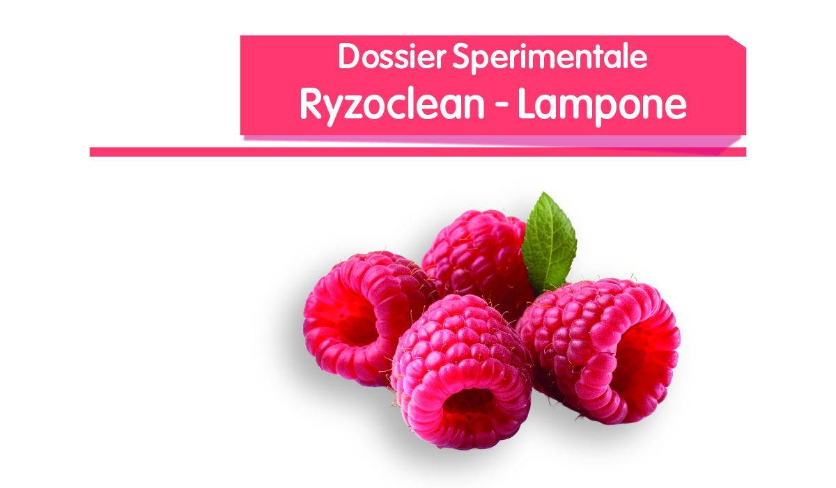 Ryzoclean - Lampone
