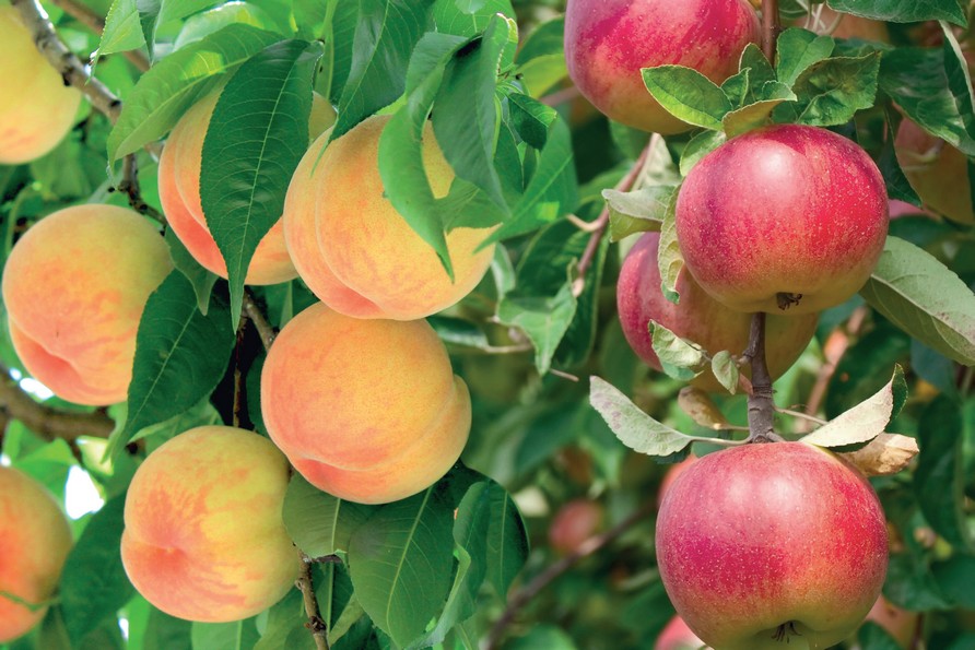 Azotofissatori: il ruolo chiave nell'agricoltura sostenibile